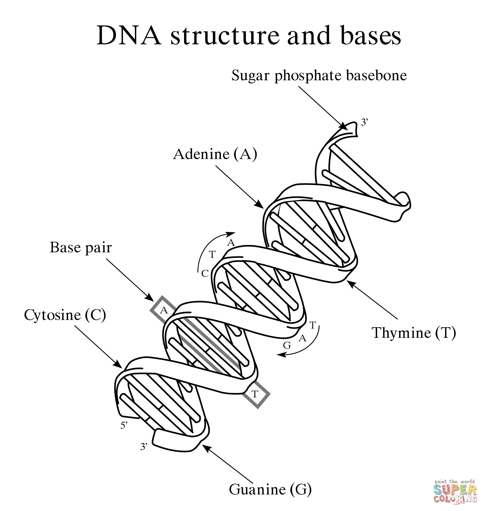 Dna structure and bases coloring page free printable coloring pages