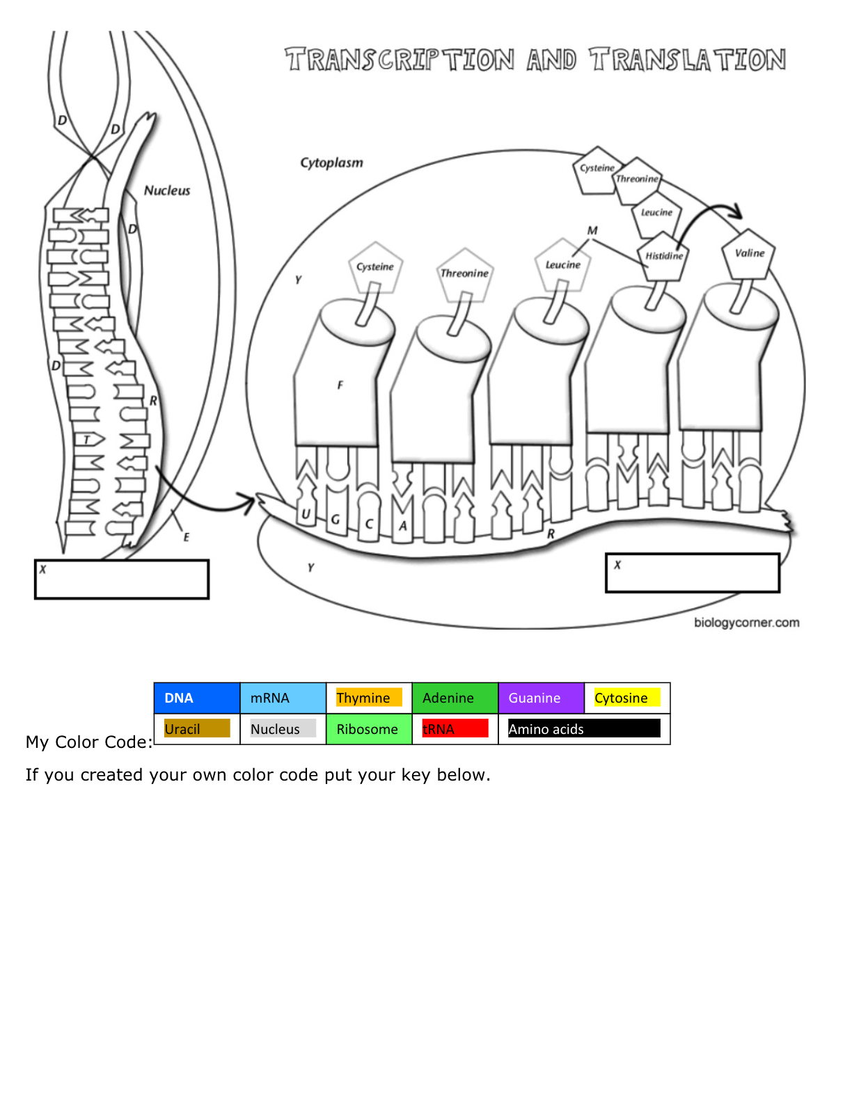 Solved dna coloring