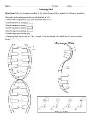 Dna coloringpdf