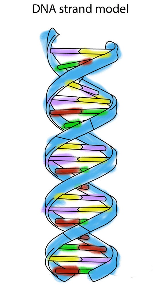 Dna and cell coloring pages