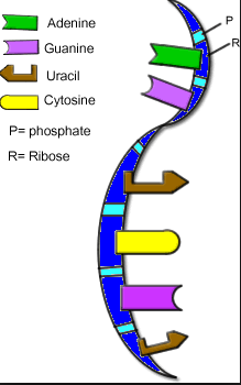 Medsurg genetics flashcards