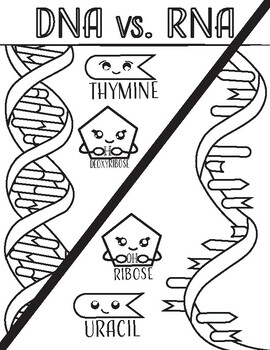 Dna vs rna structure