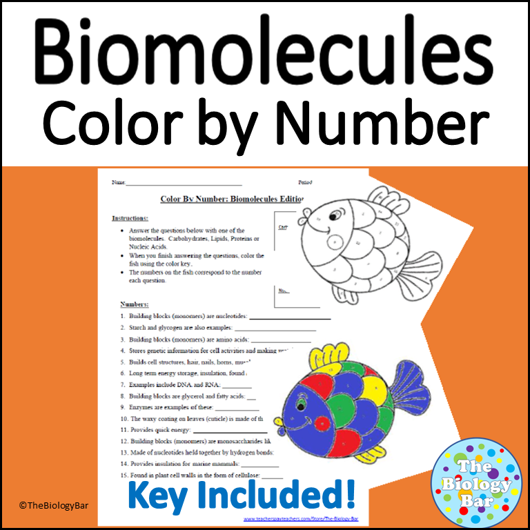 Biomolecules color by number made by teachers