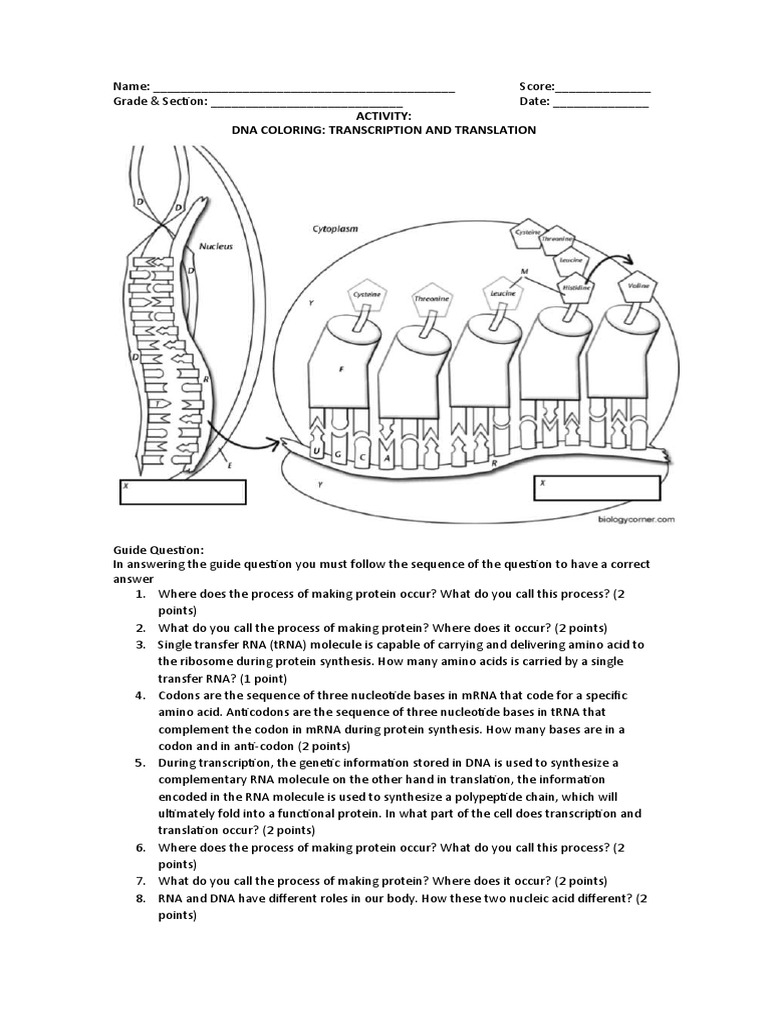 Quarter activity coloring transcription translation pdf