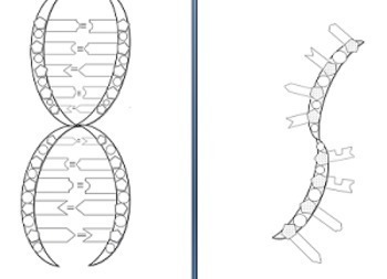 Dna rna reading and coloring activity by biology roots tpt