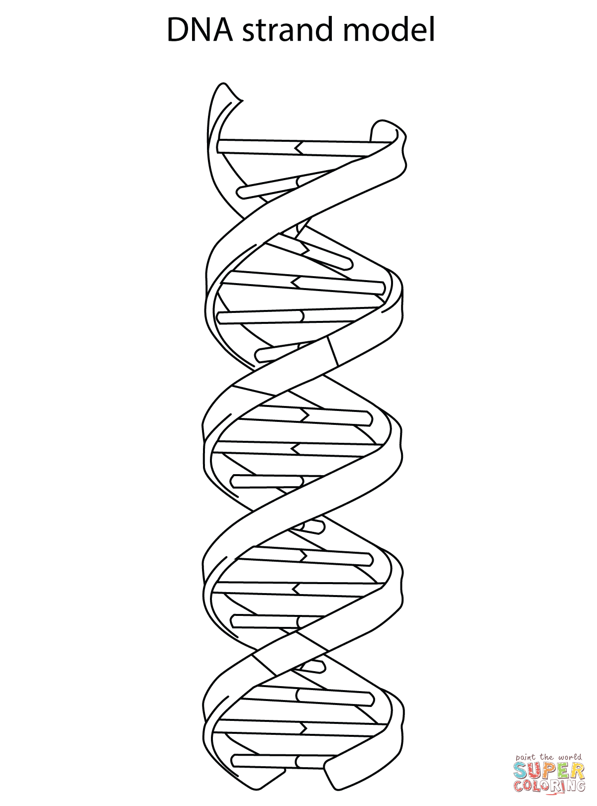 Dna strand model coloring page free printable coloring pages