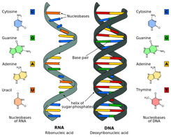 Topic structure of dna and rna