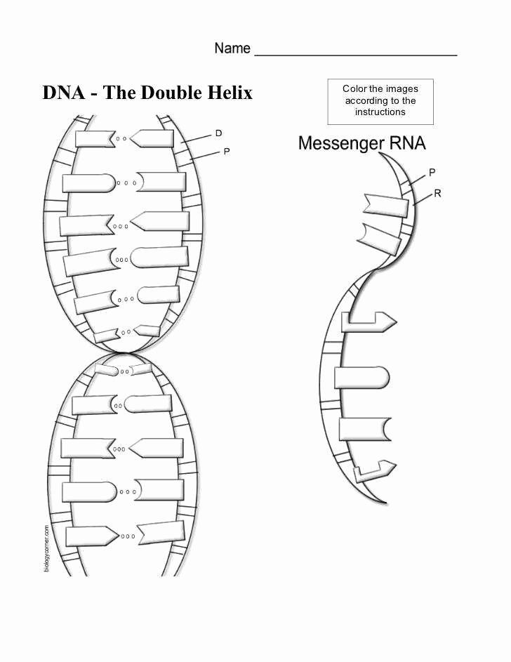 Dna and rna worksheet answers chessmuseum template library color worksheets worksheets dna worksheet