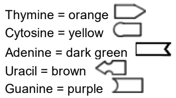 Dna coloring transcription and translation