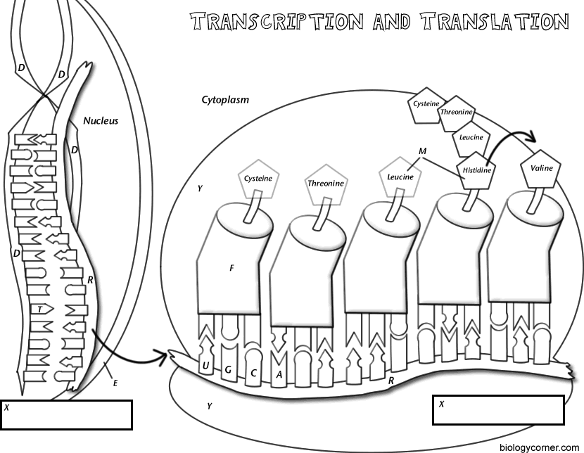 Transcription translation coloring