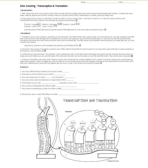 Teach dna with these top transcription and translation worksheet