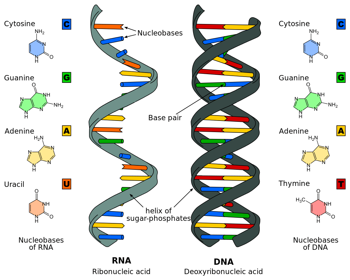 Dna vs rna â differences similarities