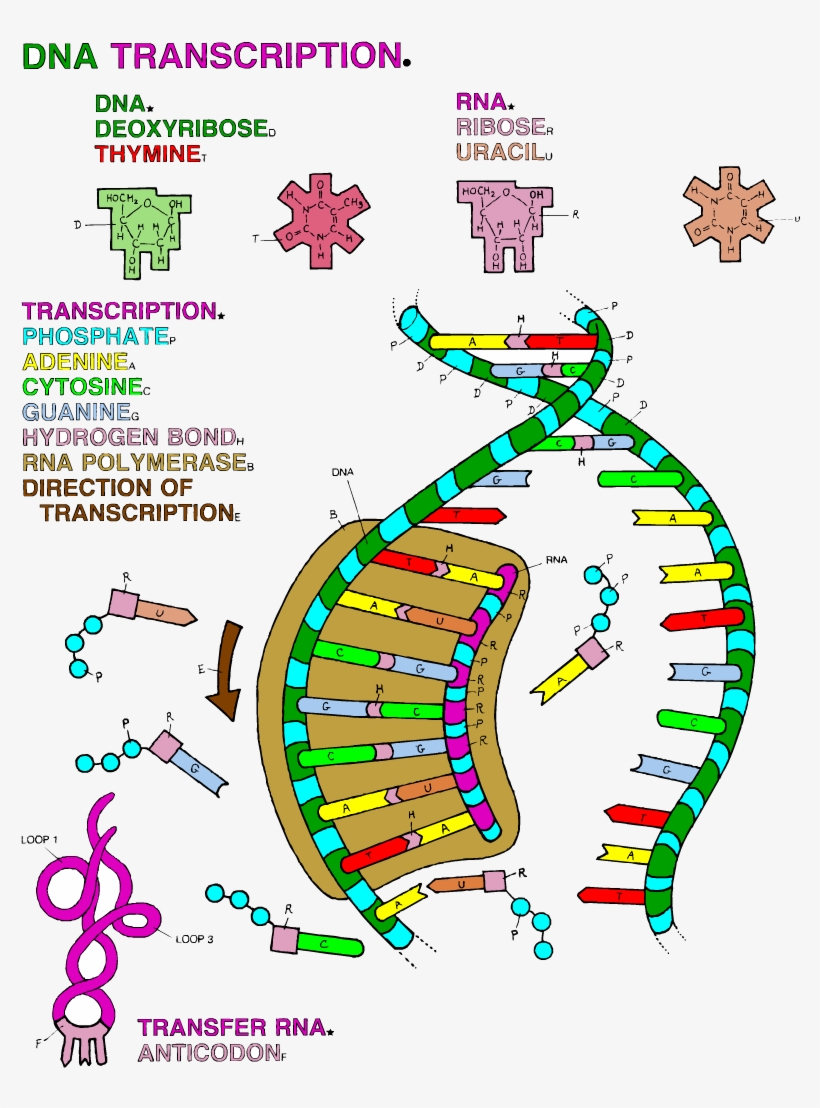 Dna transcription coloring worksheet