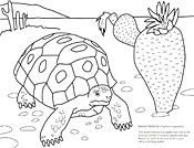 Coloring pages and biology worksheets ask a biologist