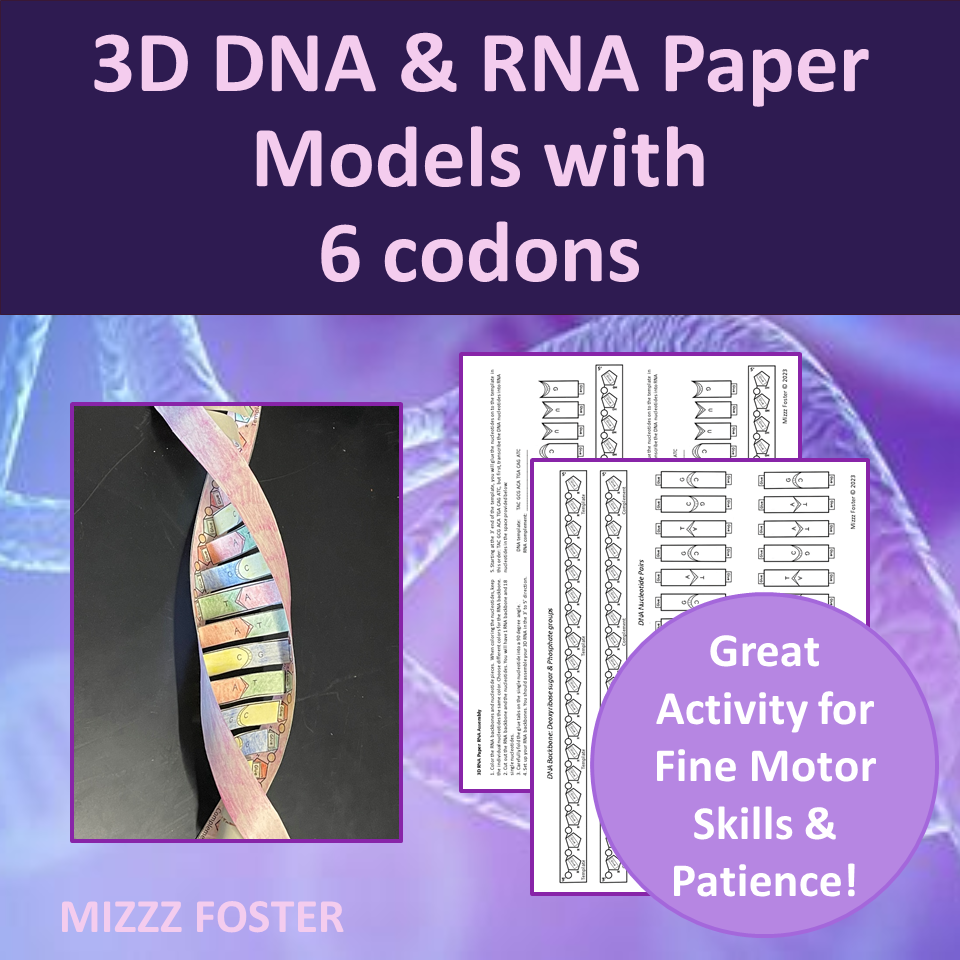 D dna and rna paper model with codons made by teachers