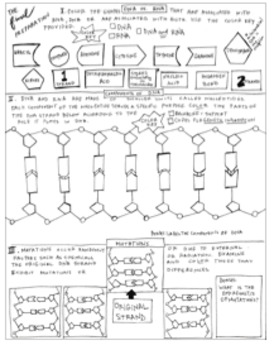 Final review pg dna rna and mutations coloring sheet tpt