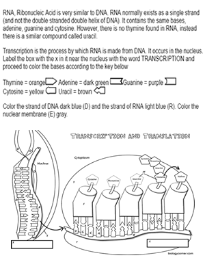 Learn transcription and translation by coloring