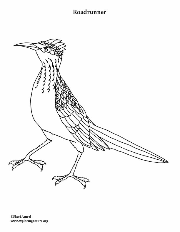 Roadrunner coloring page