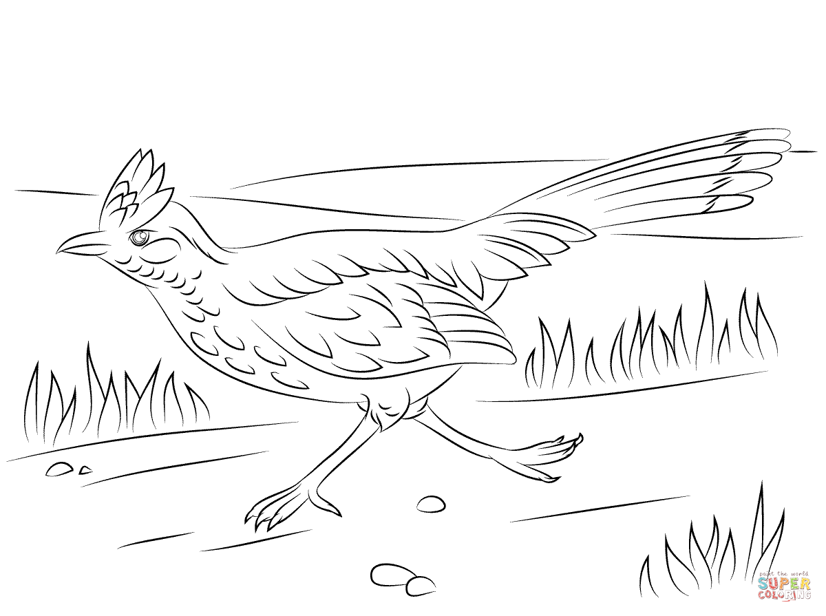 Greater roadrunner on the run coloring page free printable coloring pages