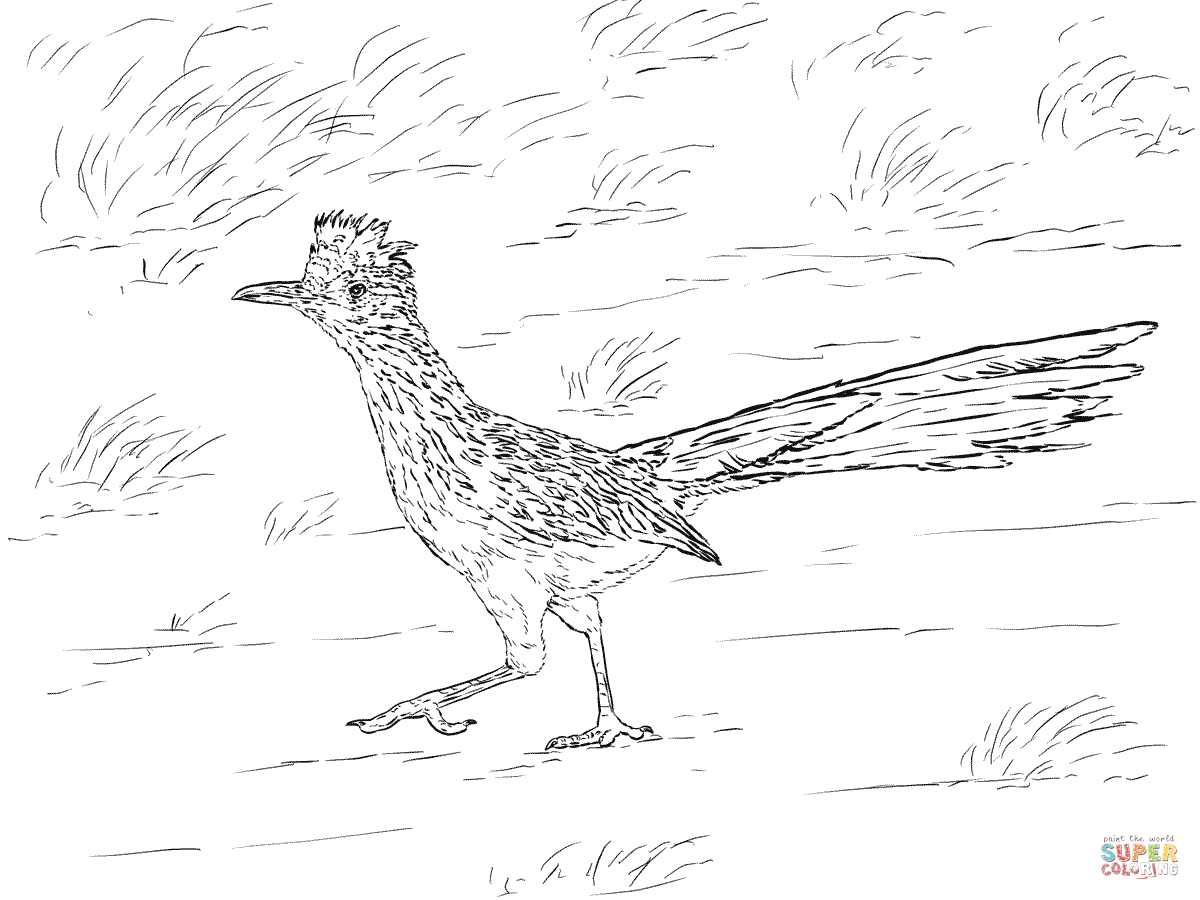 Realistic greater roadrunner coloring page free printable coloring pages