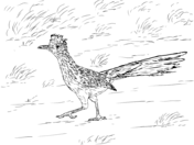 Roadrunner coloring pages free coloring pages
