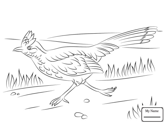 Roadrunner bird coloring pages horse coloring pages animal coloring pages bird coloring pages