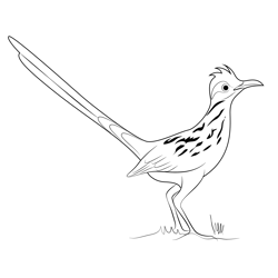 Road runner coloring page for kids