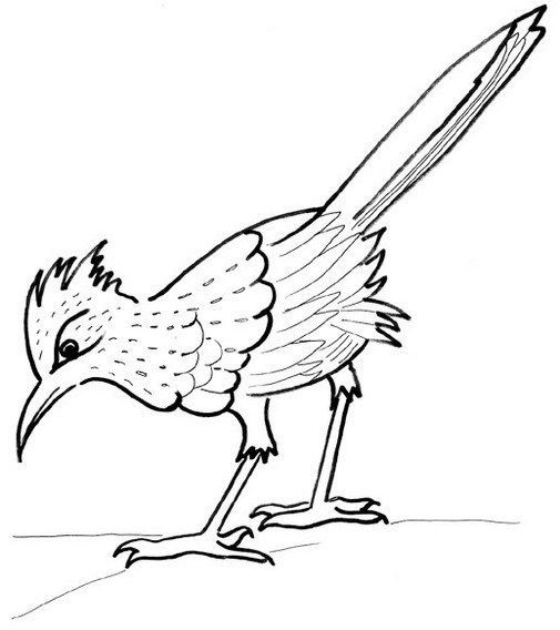 Road runner chaparral bird coloring sheet animal art projects roadrunner art road runner