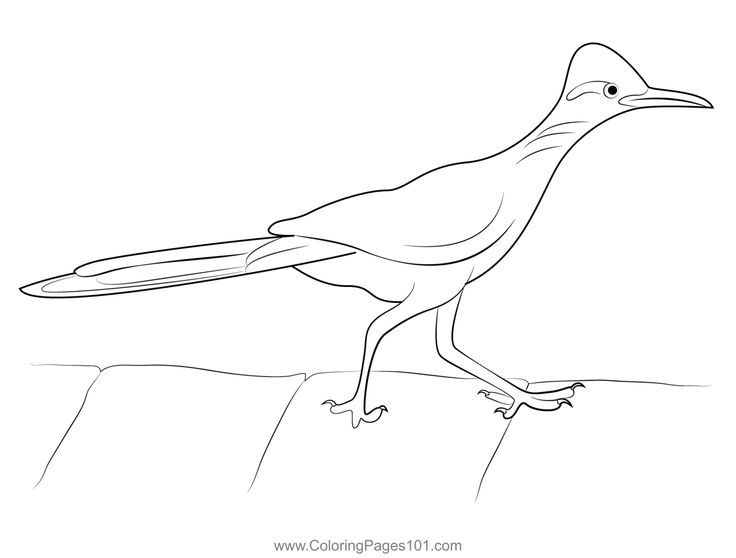 Greater roadrunner coloring page greater roadrunner coloring pages color