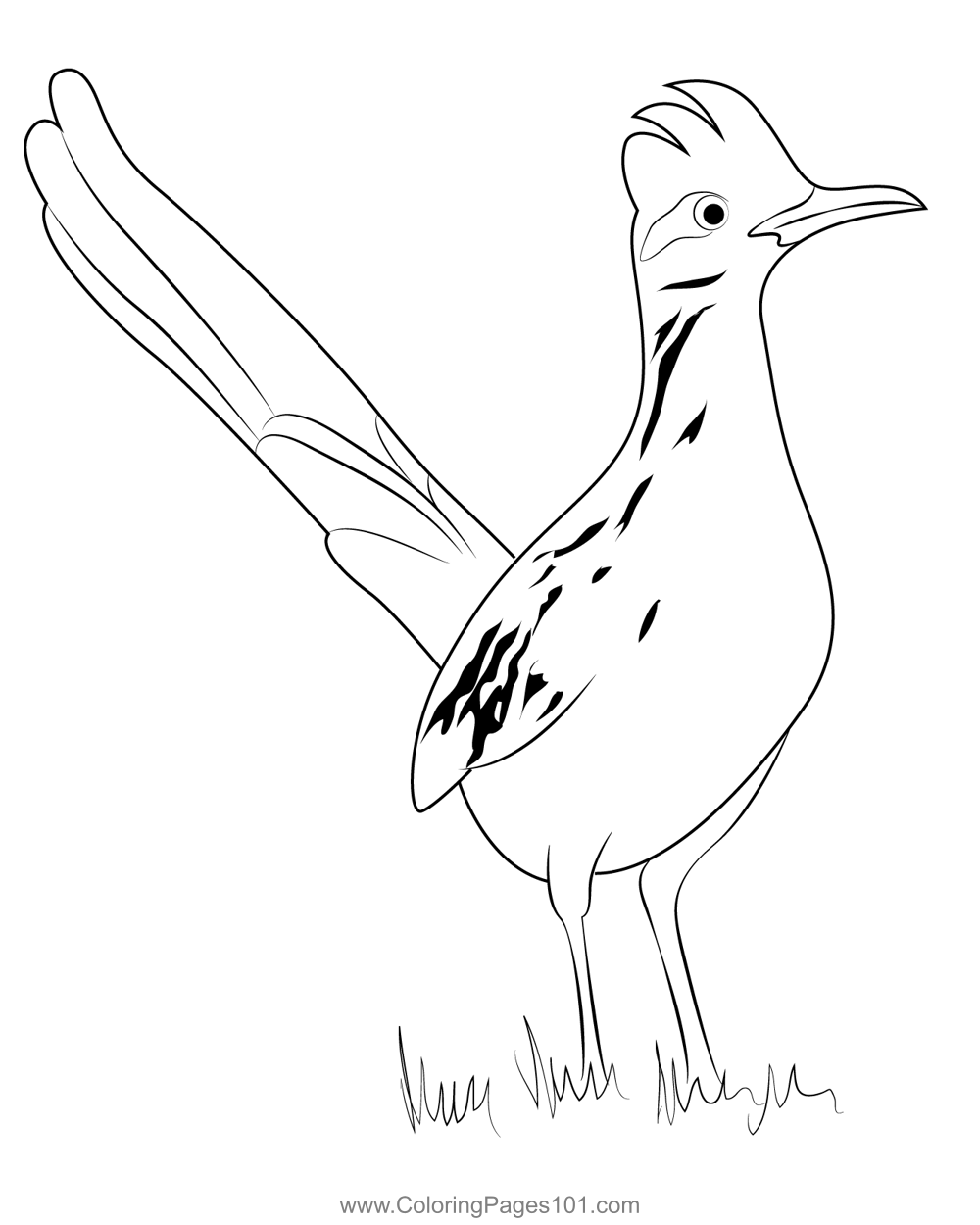 Lesser roadrunner coloring page for kids