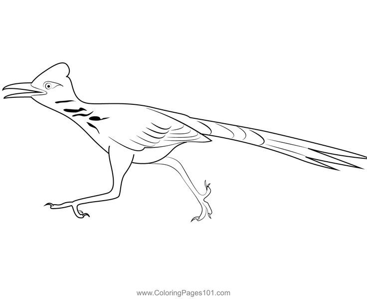 Run roadrunner bird coloring page bird coloring pages coloring pages graffiti lettering alphabet