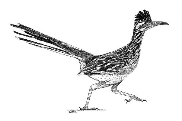 Roadrunner drawings for sale