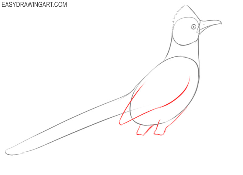 How to draw a roadrunner