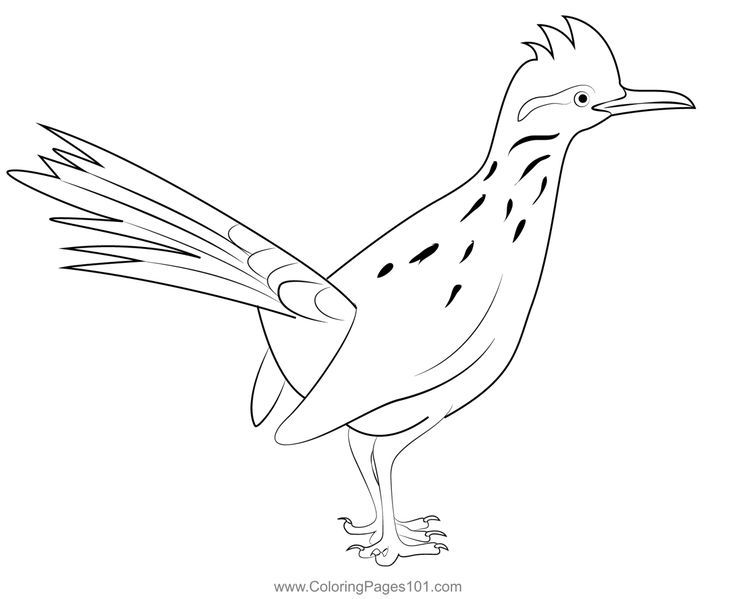 Roadrunner greater coloring page coloring pages color coloring pages for kids