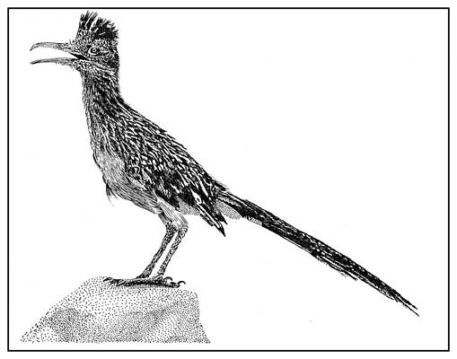 Roadrunner drawings for sale