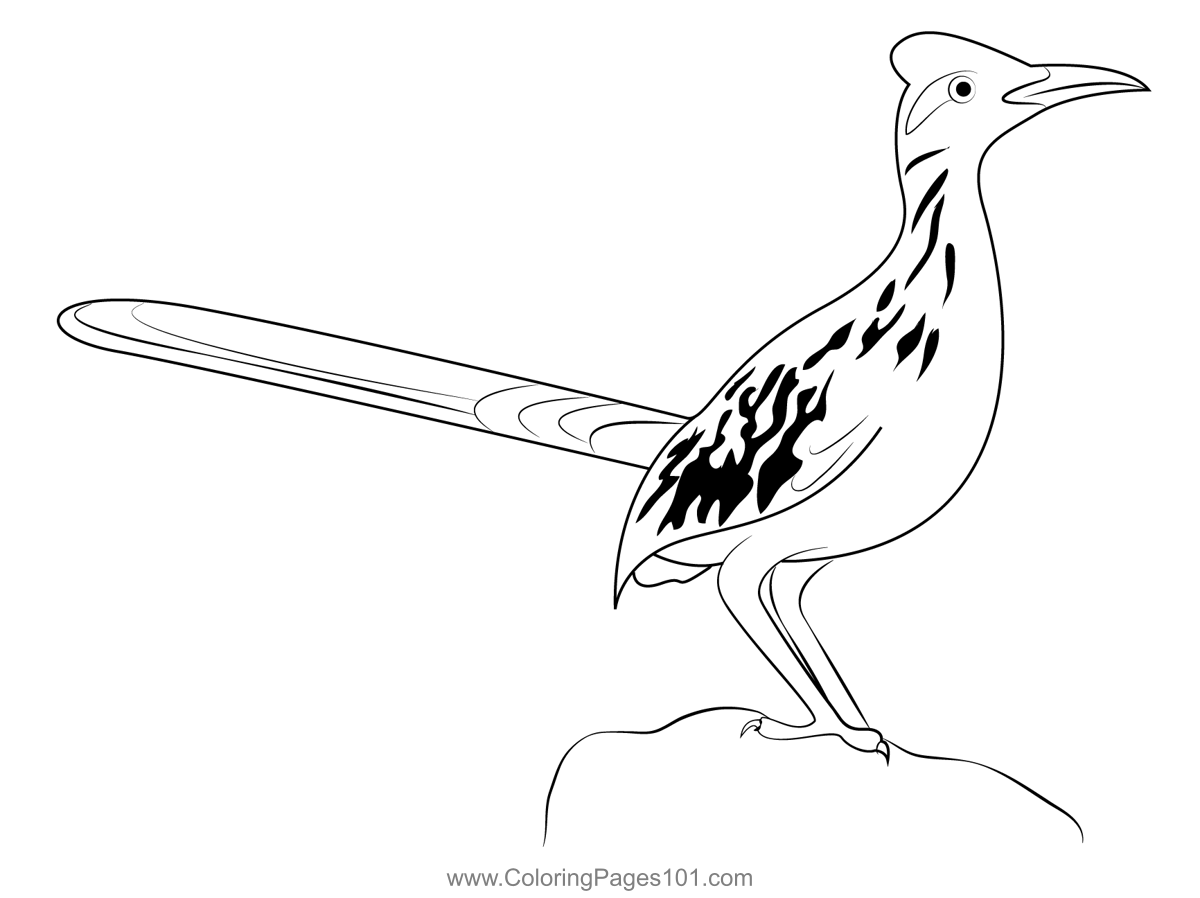 Look road runner coloring page for kids