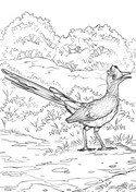 Roadrunner coloring pages free coloring pages