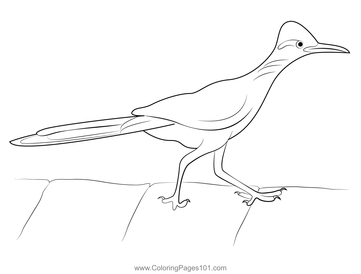 Greater roadrunner coloring page for kids