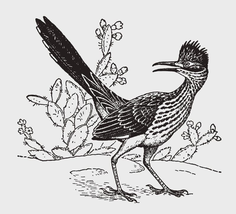 Roadrunner bird stock illustrations â roadrunner bird stock illustrations vectors clipart