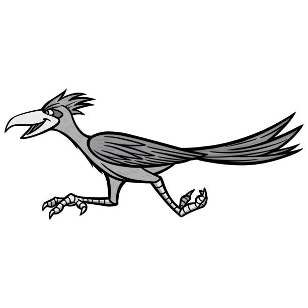 Road runner bird stock illustrations royalty