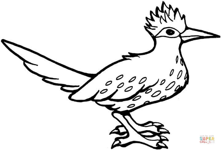 Roadrunner bird coloring page free printable coloring pages