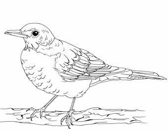 Robin coloring page