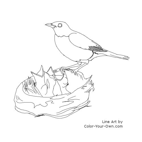 Robin feeding baby birds coloring page