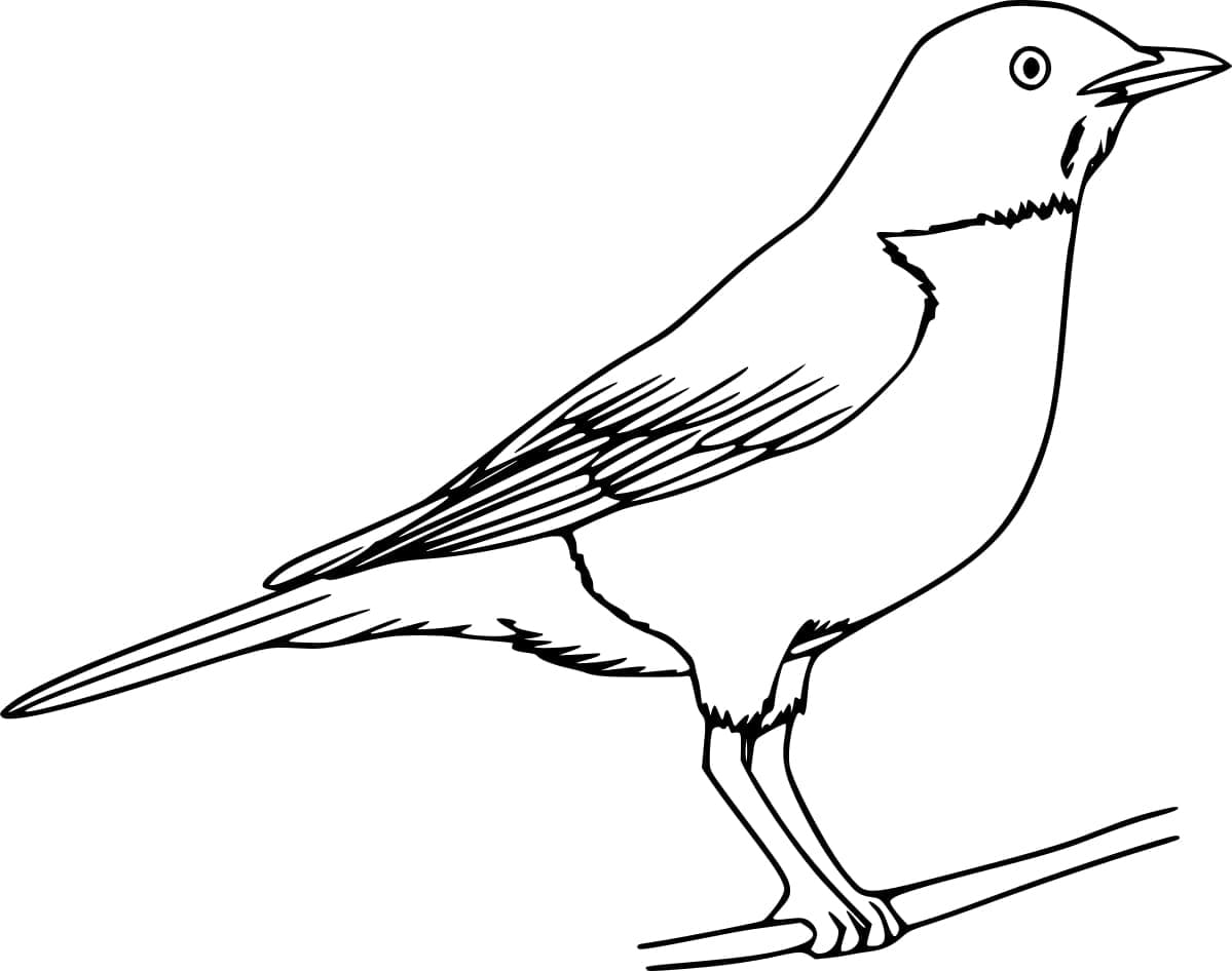 Normal robin bird coloring page