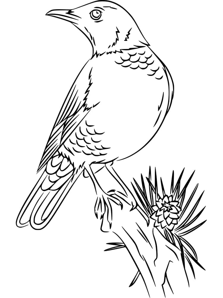 Robin bird in the tree coloring page