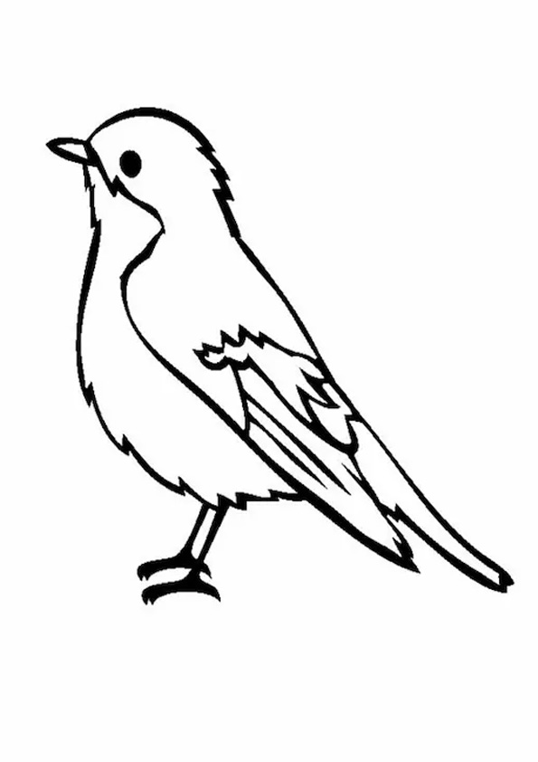 Coloring pages robin bird printable coloring pages