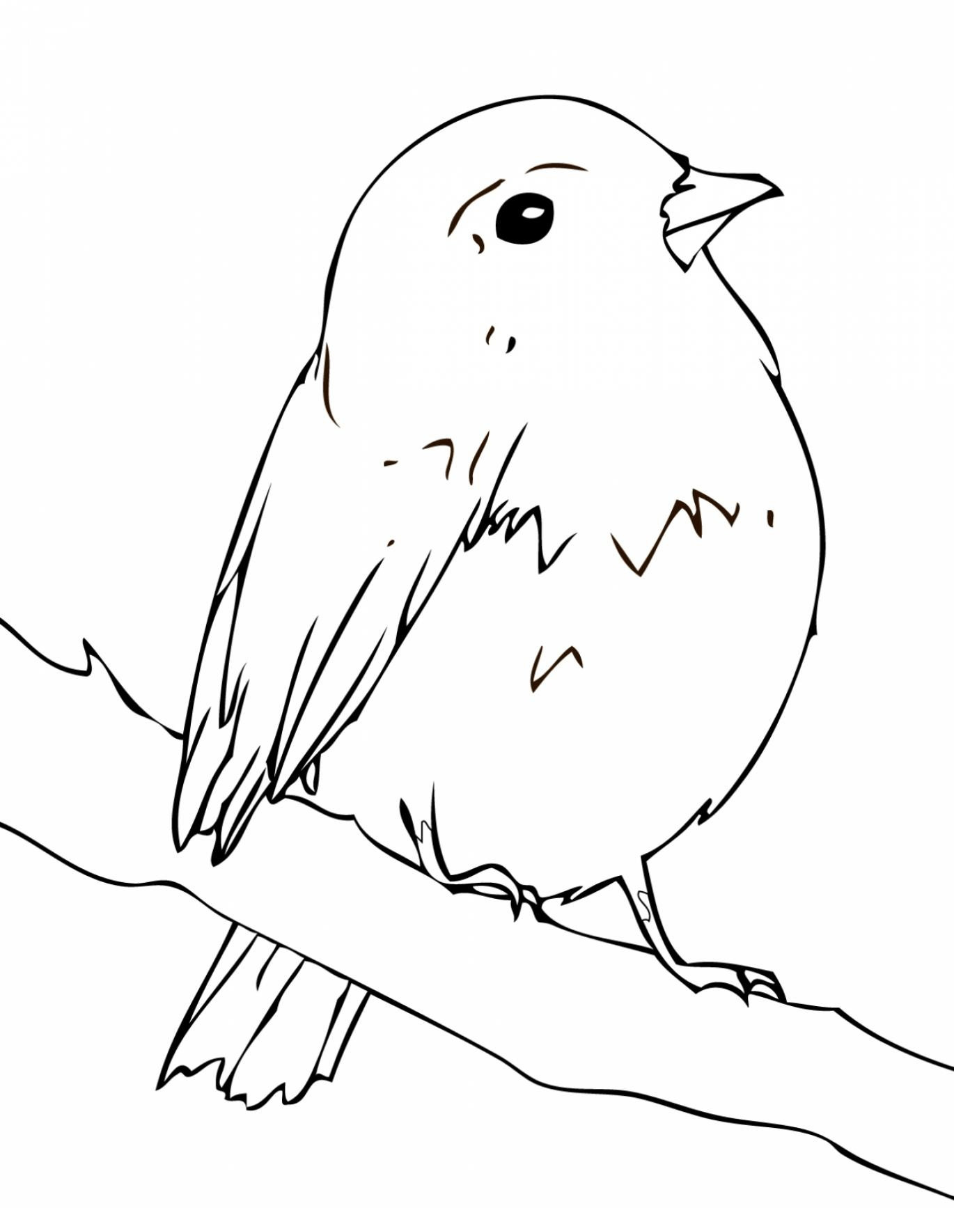 Robin coloring pages