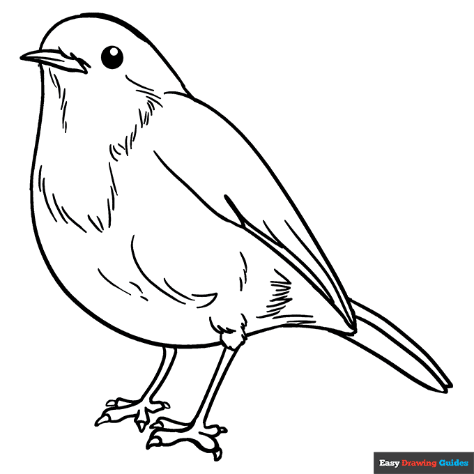 Robin coloring page easy drawing guides