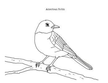 American robin coloring page by mama draw it tpt