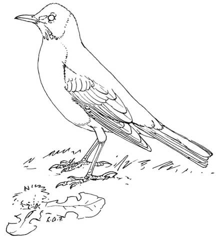 American robin coloring page free printable coloring pages